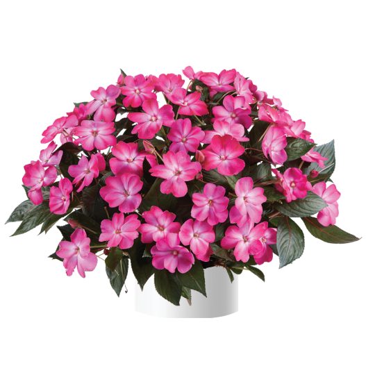 ニューギニアインパチェンス　ソルルナ 