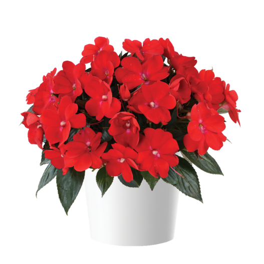 ニューギニアインパチェンス　ソルルナ 