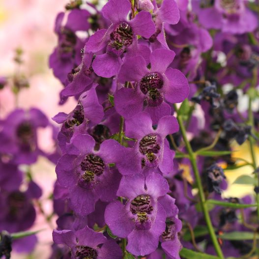 アンゲロニア　アークエンジェル 