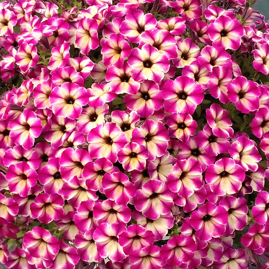 ペチュニア　YES! シリーズ 