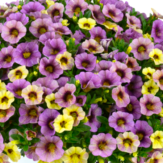 カリブラコア　オンブレ 