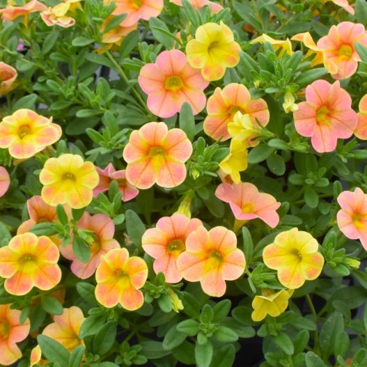 カリブラコア　オンブレ 