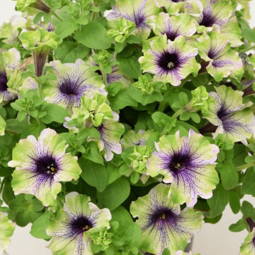 ペチュニア　アマゾナス プラムコカトゥー 