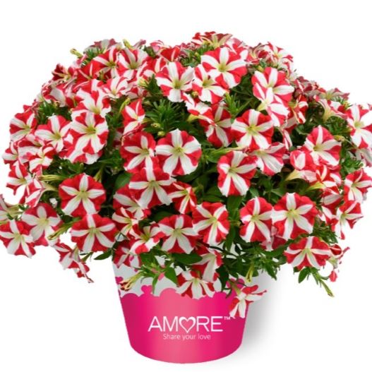 ペチュニア　アモーレ 