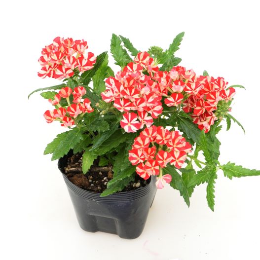 バーベナ　エンプレスフレア 