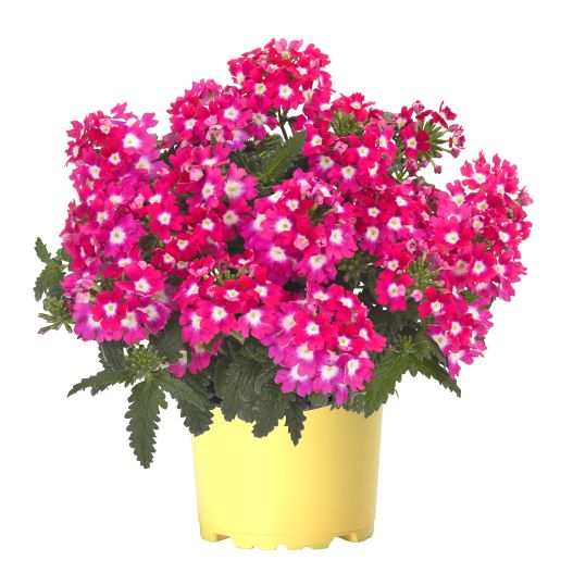 バーベナ　エンプレスフレア 