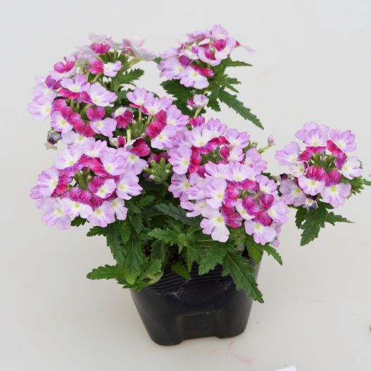 バーベナ　ウィキッド 