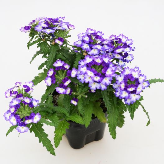 バーベナ　ウィキッド 