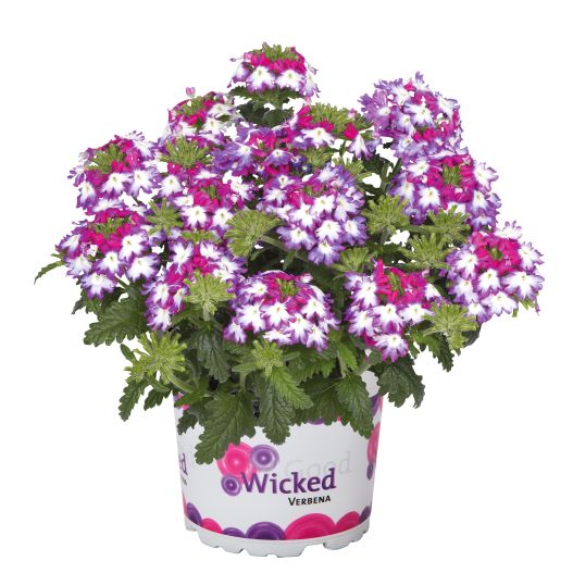 バーベナ　ウィキッド 