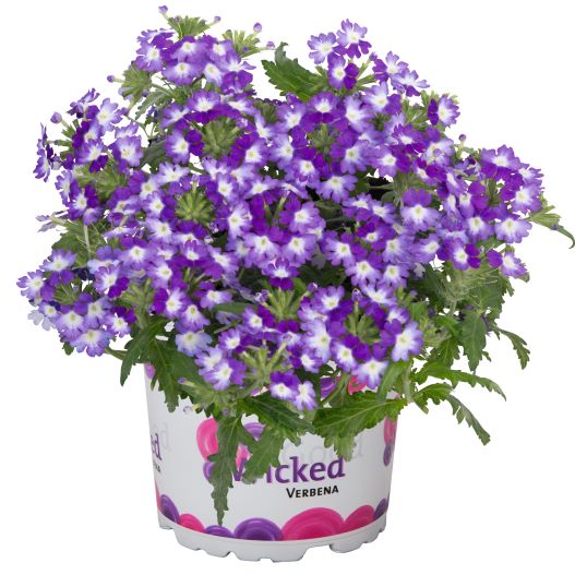 バーベナ　ウィキッド 