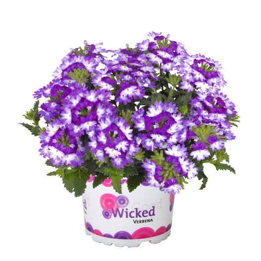 バーベナ　ウィキッド 