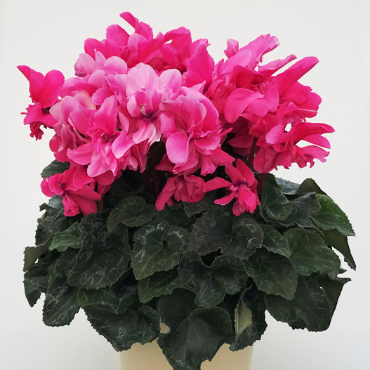 シクラメン 六花(りっか) 大輪系品種