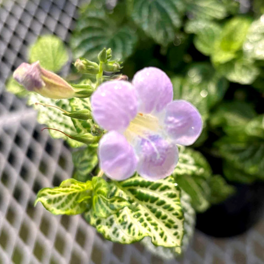 赤道サクラソウ(アシスタシア ガンゲティア レティクラタ)｜WEB