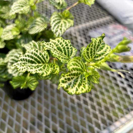 赤道サクラソウ(アシスタシア ガンゲティア レティクラタ)｜WEB