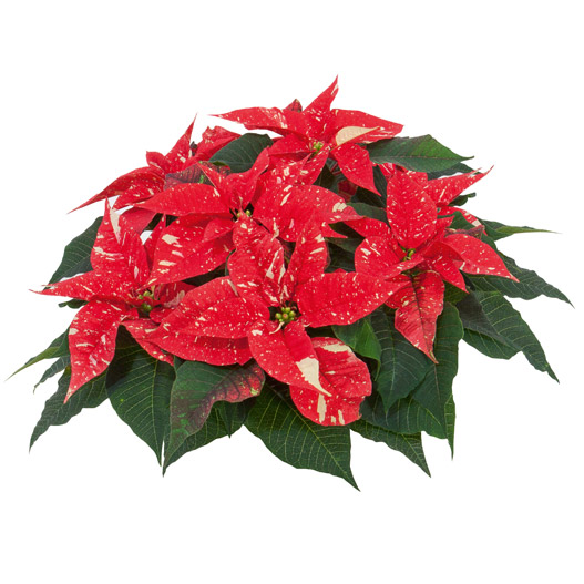 ポインセチア　クリスマスフィーリング 