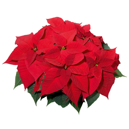 ポインセチア　クリスマスフィーリング 