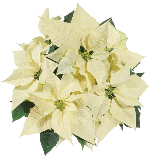 ポインセチア　クリスマスフィーリング 