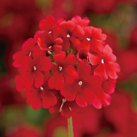 バーベナ　ラナイ 