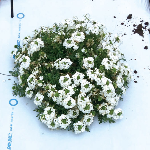 バーベナ　マジェラナ 