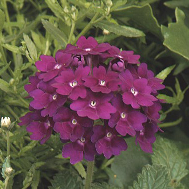 バーベナ　マジェラナ 