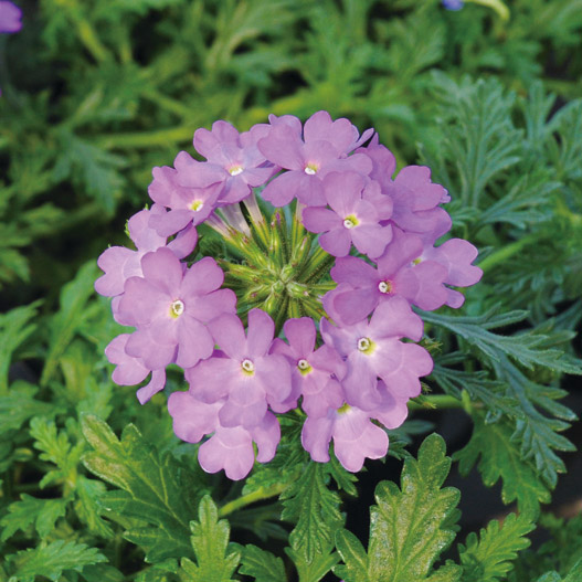 バーベナ　マジェラナ 