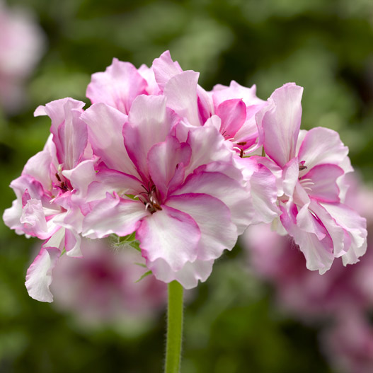 ゼラニウム コンテッサ