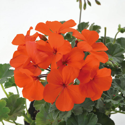 ゼラニウム　カリエンテ 