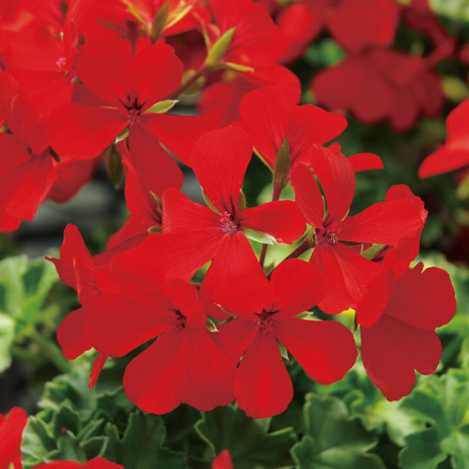 ゼラニウム　カリエンテ 