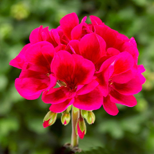 ゼラニウム　MOJO 