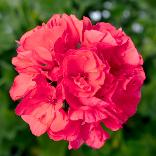 ゼラニウム　MOJO 