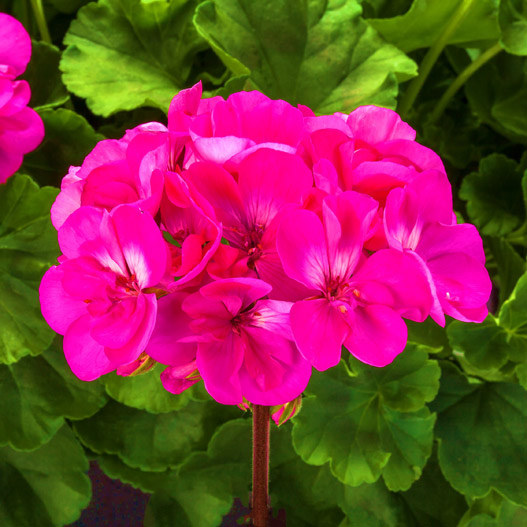 ゼラニウム ゼラニウム MOJO｜WEBカタログ｜未来アグリス株式会社|未来アグリス