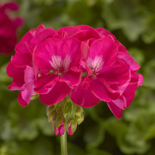 ゼラニウム　カリオペ 