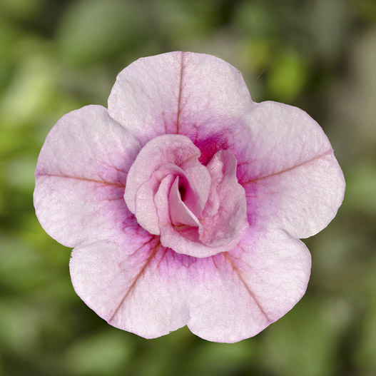 カリブラコア　カリーダブル 