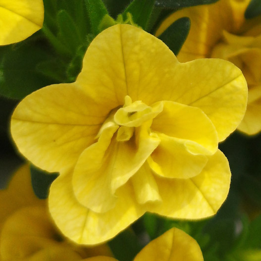 カリブラコア　カリーダブル 