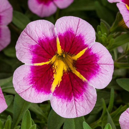 カリブラコア　カリー 