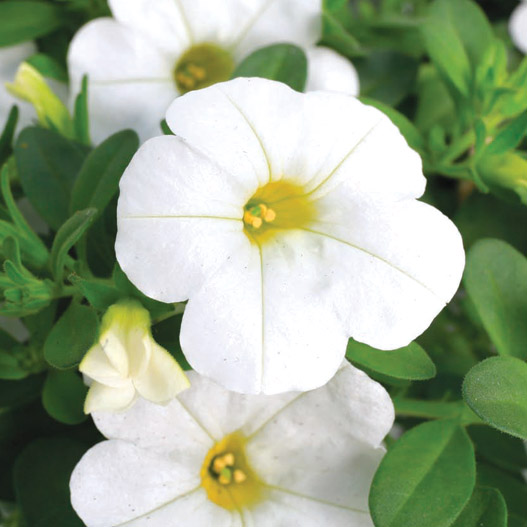 カリブラコア　カリー 