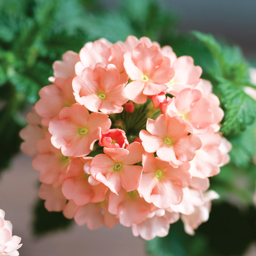 バーベナ　エストレラ 