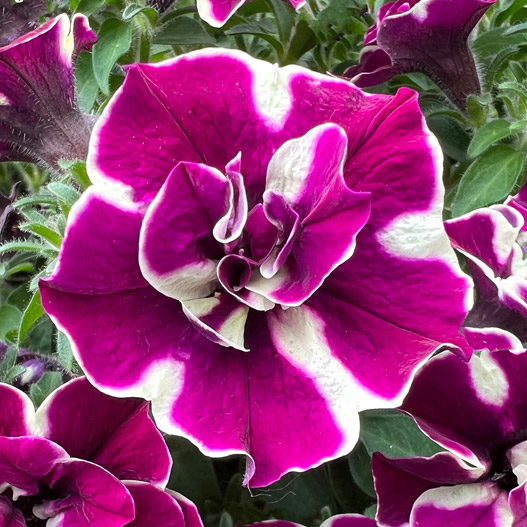 ペチュニア ダブルスタッフ｜WEBカタログ｜未来アグリス株式会社|未来