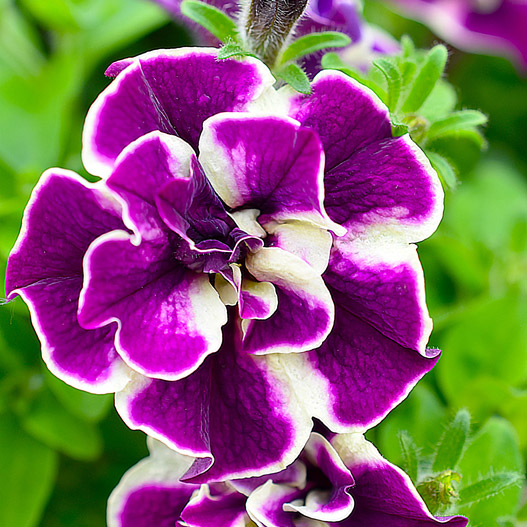 ペチュニア ダブルスタッフ｜WEBカタログ｜未来アグリス株式会社|未来