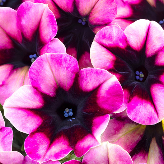 ペチュニア　クレイジーチュニア 