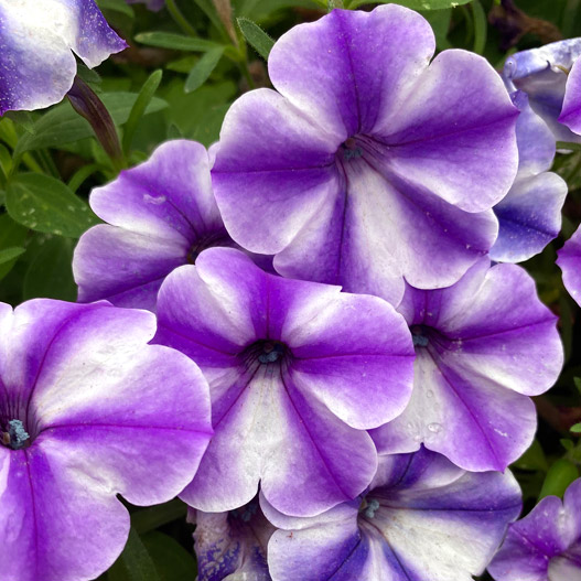 ペチュニア　クレイジーチュニア 