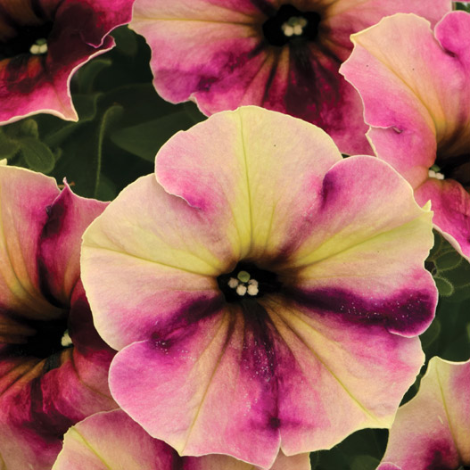 ペチュニア　クレイジーチュニア 