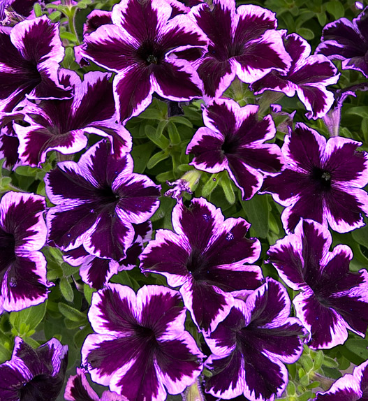 ペチュニア　クレイジーチュニア 