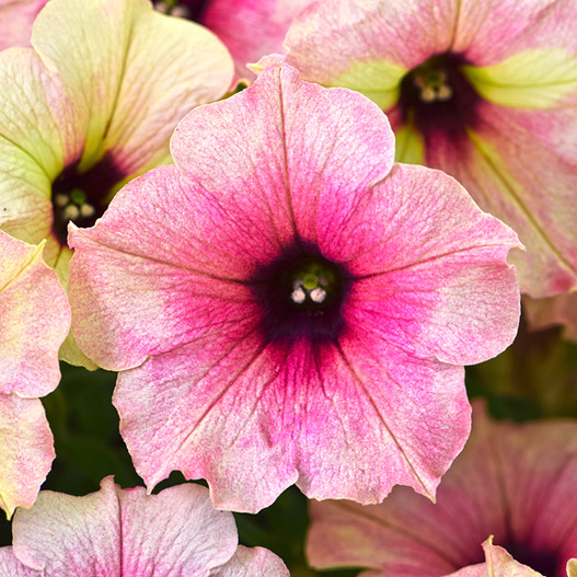 ペチュニア　クレイジーチュニア 