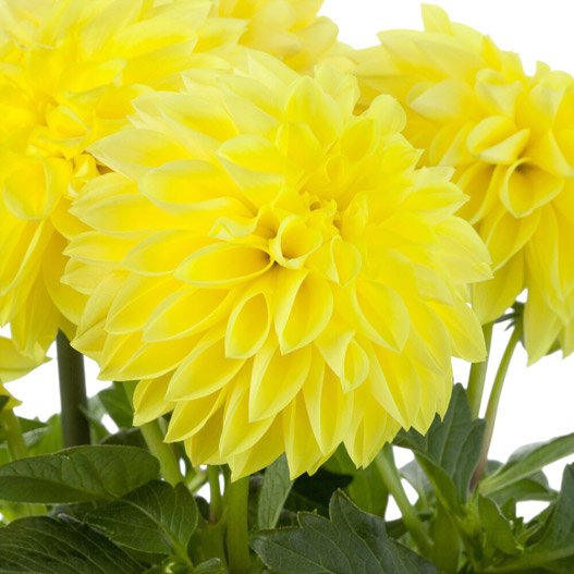 ダリア　ラベラ・グランデ 