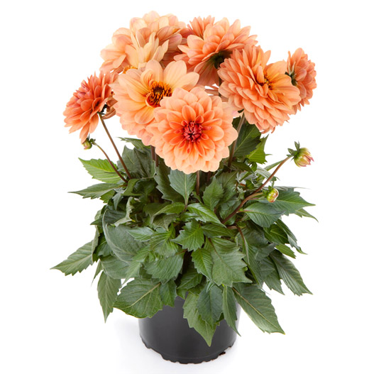 ダリアラベラグランデ 3品種 ラナンキュラスラックス球根 3品種 ダリア