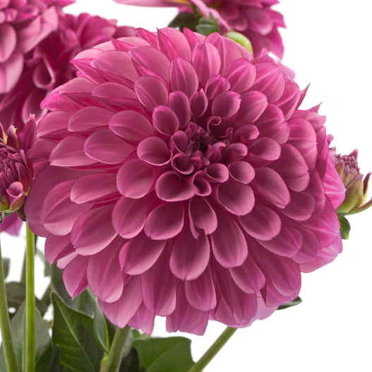 ダリア　ラベラ・グランデ 