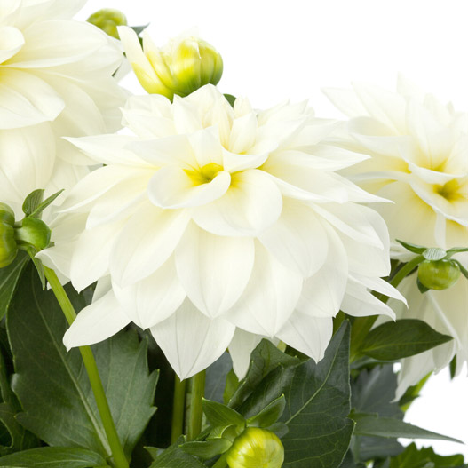 ダリア　ラベラ・グランデ 