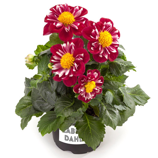 ダリア　ラベラ・ミディオ 