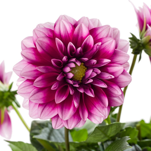 ダリア　ラベラ・ミディオ 